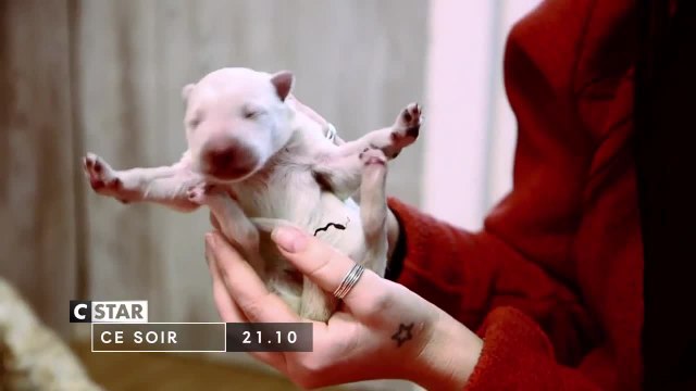 Chiots et chatons, 3 mois pour devenir grand - 13 août