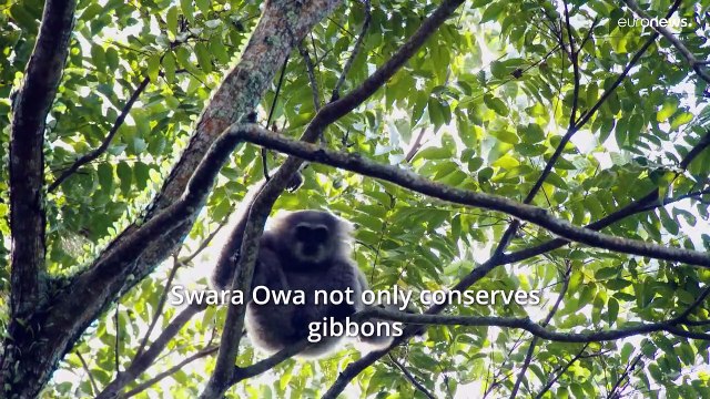 The Indonesian conservationists saving endangered gibbons