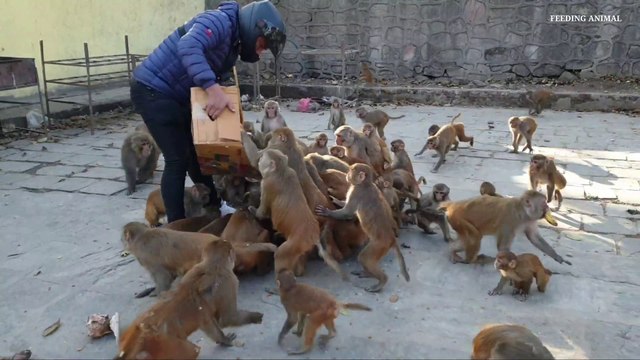 feeding 4 box banana to hungry monkeys || monkey like to eat banana