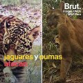 Así protege el criador a su ganado de los jaguares