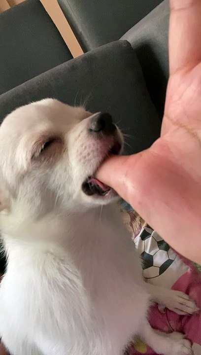 Puppy Like to Suck on Thumb Before Bed