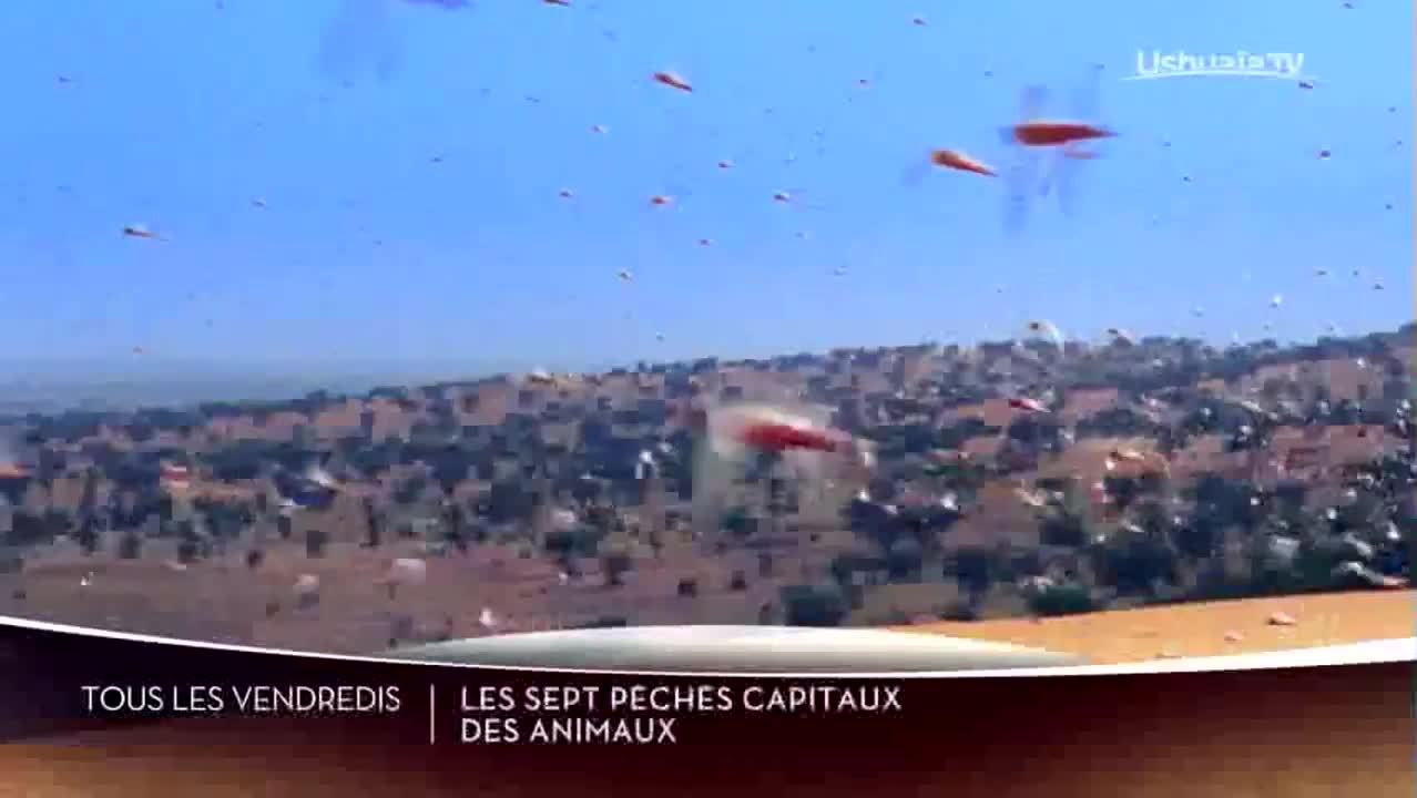 Les sept péchés capitaux des animaux
