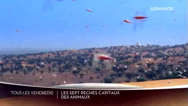 Les sept péchés capitaux des animaux
