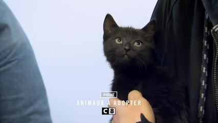 Animaux à adopter - 3 avril