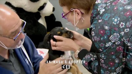 Animaux à adopter - 27 mars