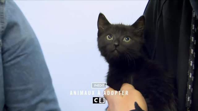 Animaux à adopter : nouvelle famille pour une nouvelle vie - 20 mars