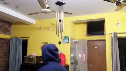 Birds Flock to Dining Room to Hide from Fireworks