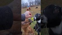 Mocha the Goat and Her Kids Eating Grapes