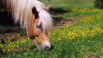 Wildlife - Free Nature animals Videos  -  Beautiful Nature Videos