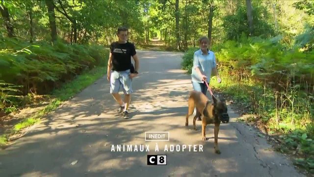 Animaux à adopter : nouvelle famille pour une nouvelle vie - 27 février