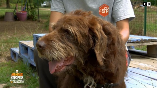 Animaux à adopter (C8) : à son âge elle n'a rien à faire derrière des barreaux l'histoire touchante de Cannelle, 13 ans, abandonnée par ses maîtres