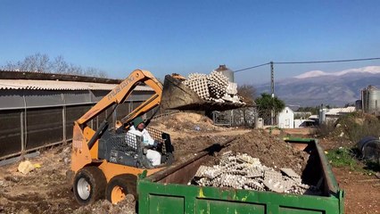 H5N1 faz Israel descartar milhares de ovos