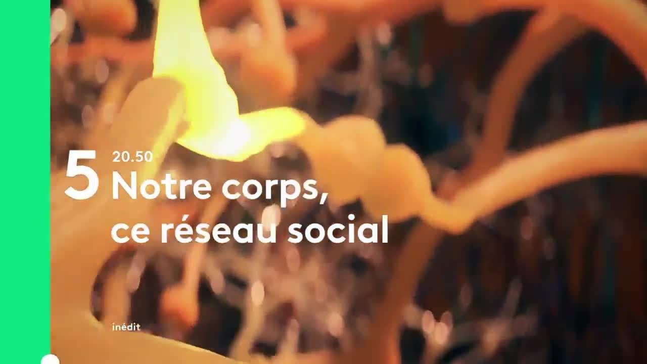 Primates - 19 novembre