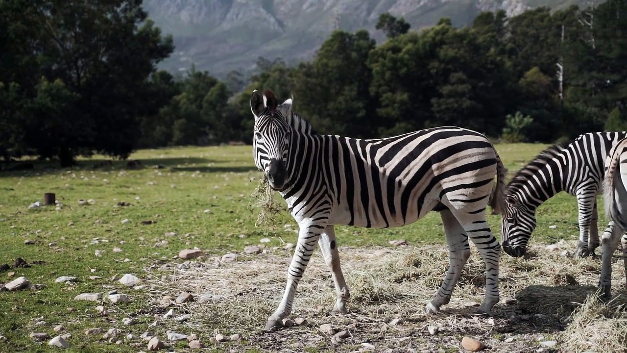 Zebras Standing on Grassfield