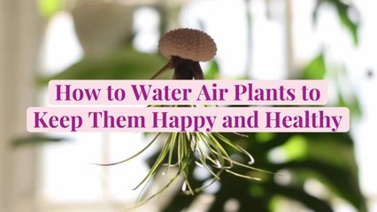 How to Water Air Plants to Keep Them Happy and Healthy