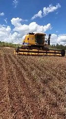 Colheita rasteira no Paraná