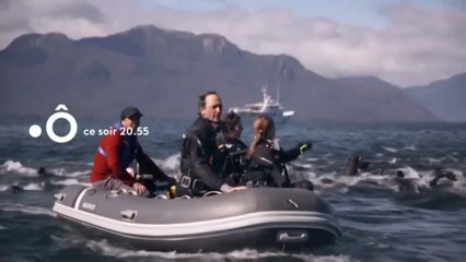 Patagonie, dans le sillage des baleines - 6 juillet