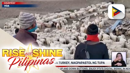 Afghan refugees sa Turkey, nagpapastol ng tupa