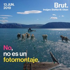 ¿Estos perros pueden caminar sobre el agua? 