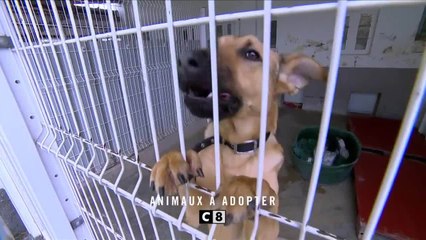 Animaux à adopter - 5 juin