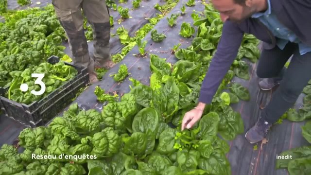 Réseau d’enquêtes - 20 mai