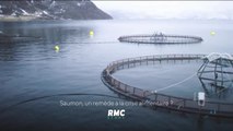 Le saumon, un remède à la crise alimentaire - 27 mai