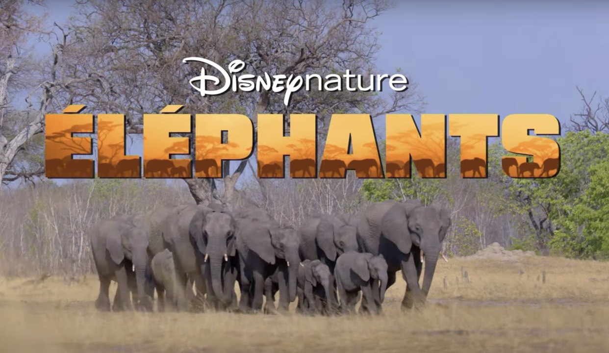 Elephants sur Disney+ : L'extraordinaire migration des géants d'Afrique
