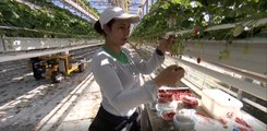 Exclu. Capital (M6) : les conséquences du confinement sur les producteurs de fraises