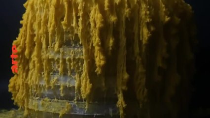 Le Blob, un génie sans cerveau - 21 mars