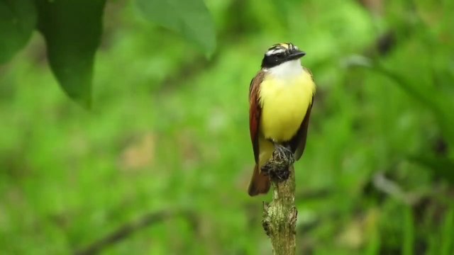 The best melodies of birds and the sounds of nature for meditation and relaxation