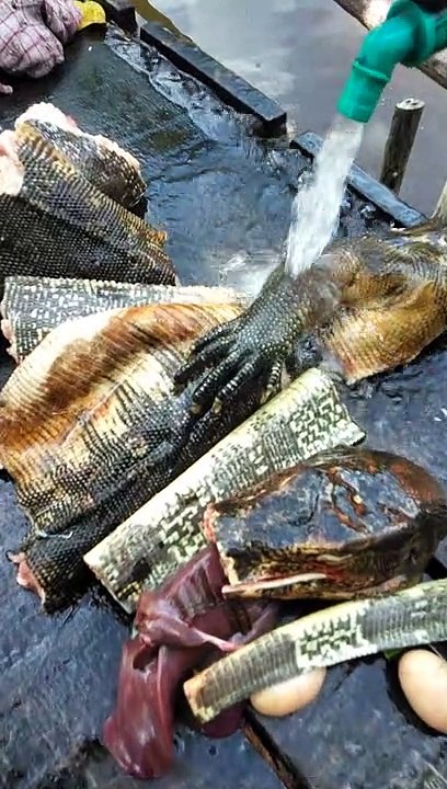 wash lizard meat to eat