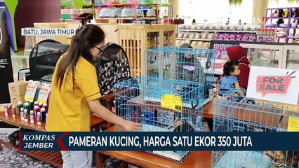 Pameran Kucing di Batu, Harga Satu Ekor Mencapai 350 Juta