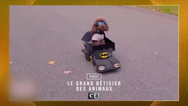 Le grand bêtisier des animaux - 28 décembre