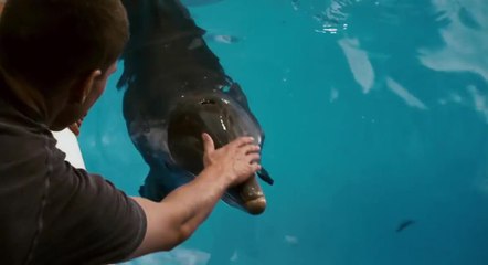 L’incroyable histoire de Winter le dauphin - 25 décembre