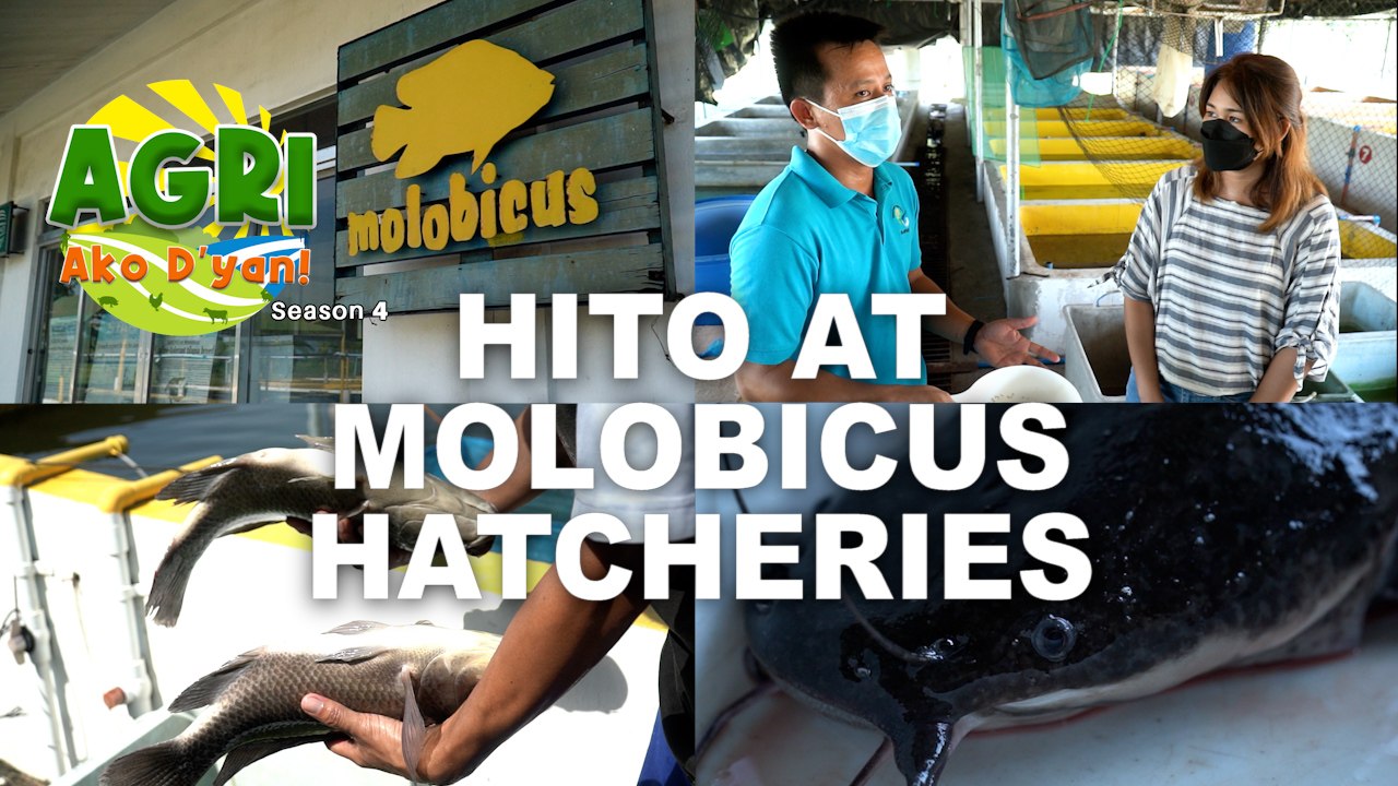 Hito Hatchery at Molobicus