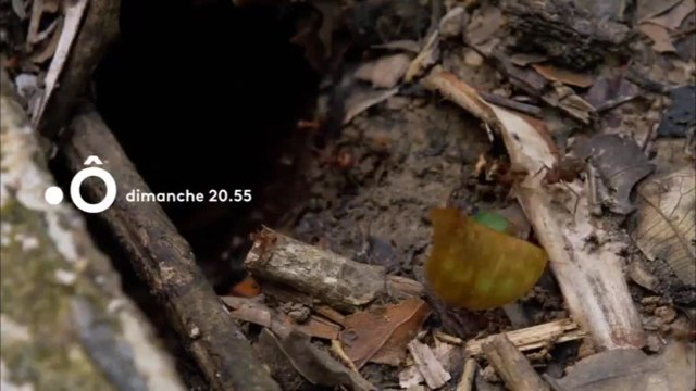 Passion Outre mer - 24 novembre