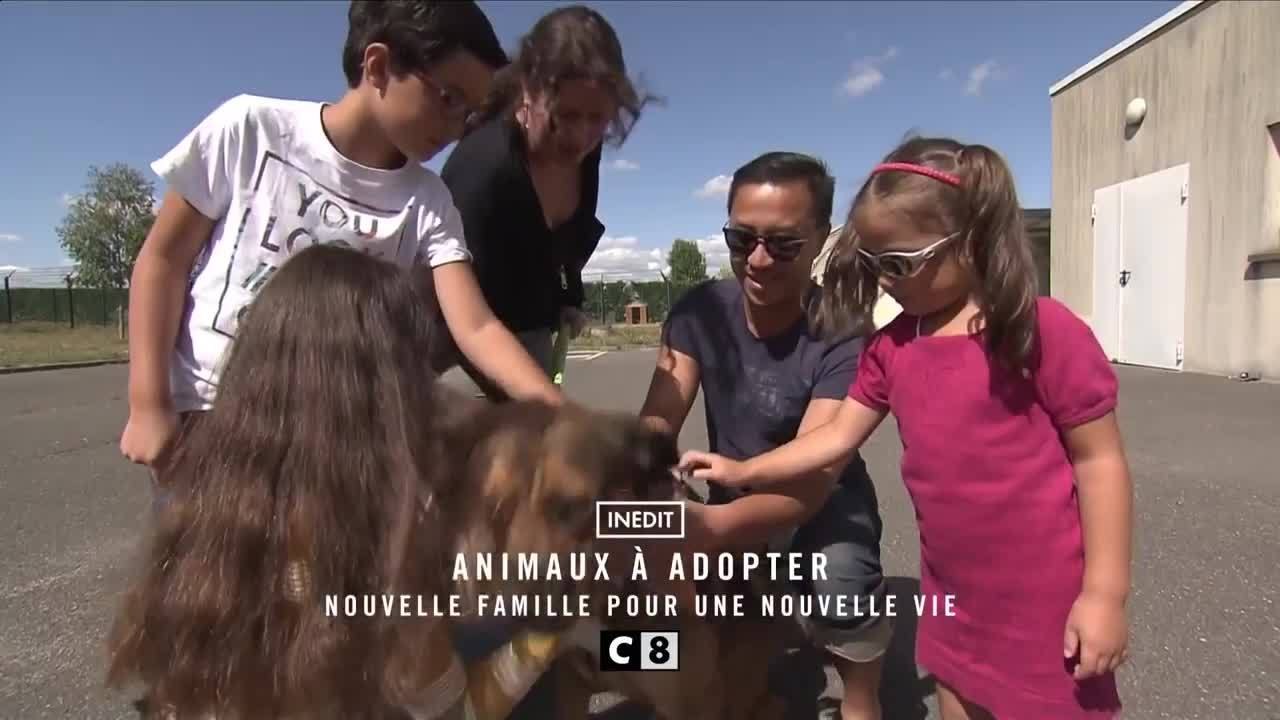 Animaux à adopter   nouvelle famille pour une...