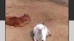 उज्जैन : गौशाला में गायों की मौत, भूख-प्यास से मौत का आरोप....