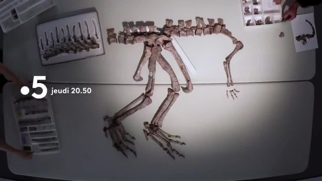 La grande histoire de l'évolution animale - 31 octobre