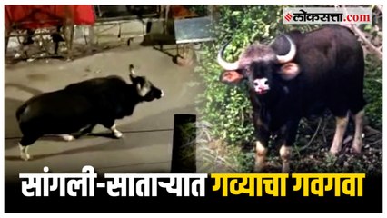 सांगली आणि साताऱ्यात गव्याचं दर्शन