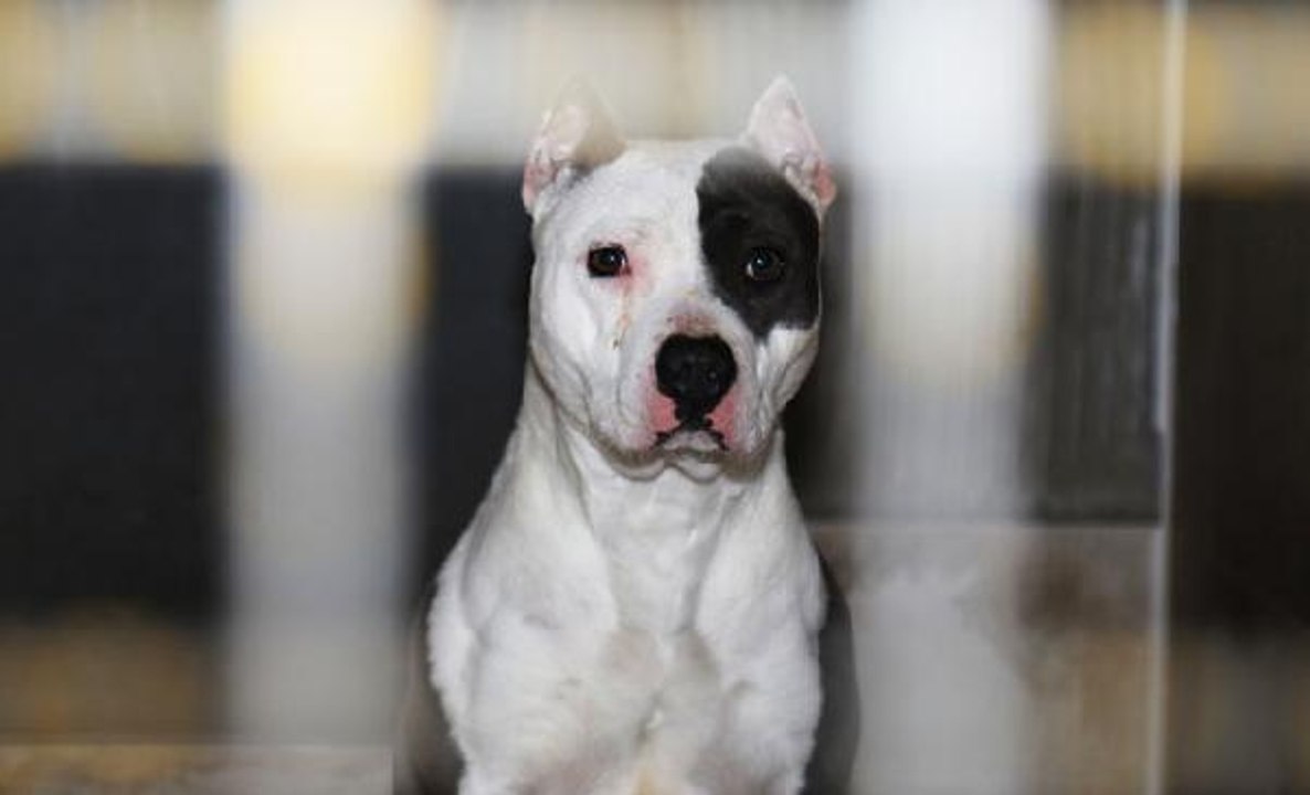 VETERİNER HEKİMLER ODASI BAŞKANI: YASAKLI IRKLARIN KAYIT SÜRESİ UZATILMALI