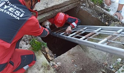 Son dakika gündem: Bodrum'da su kuyusuna düşen köpeği itfaiye ekipleri kurtardı