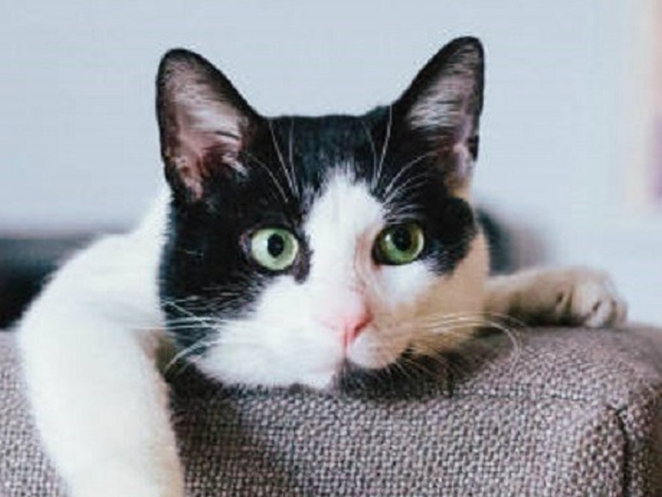 Wohnungsbrände in Seoul: Katzen verursachen hunderte Feuer