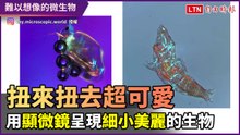 扭來扭去超可愛！顯微鏡呈現難以想像又美麗的細小生物