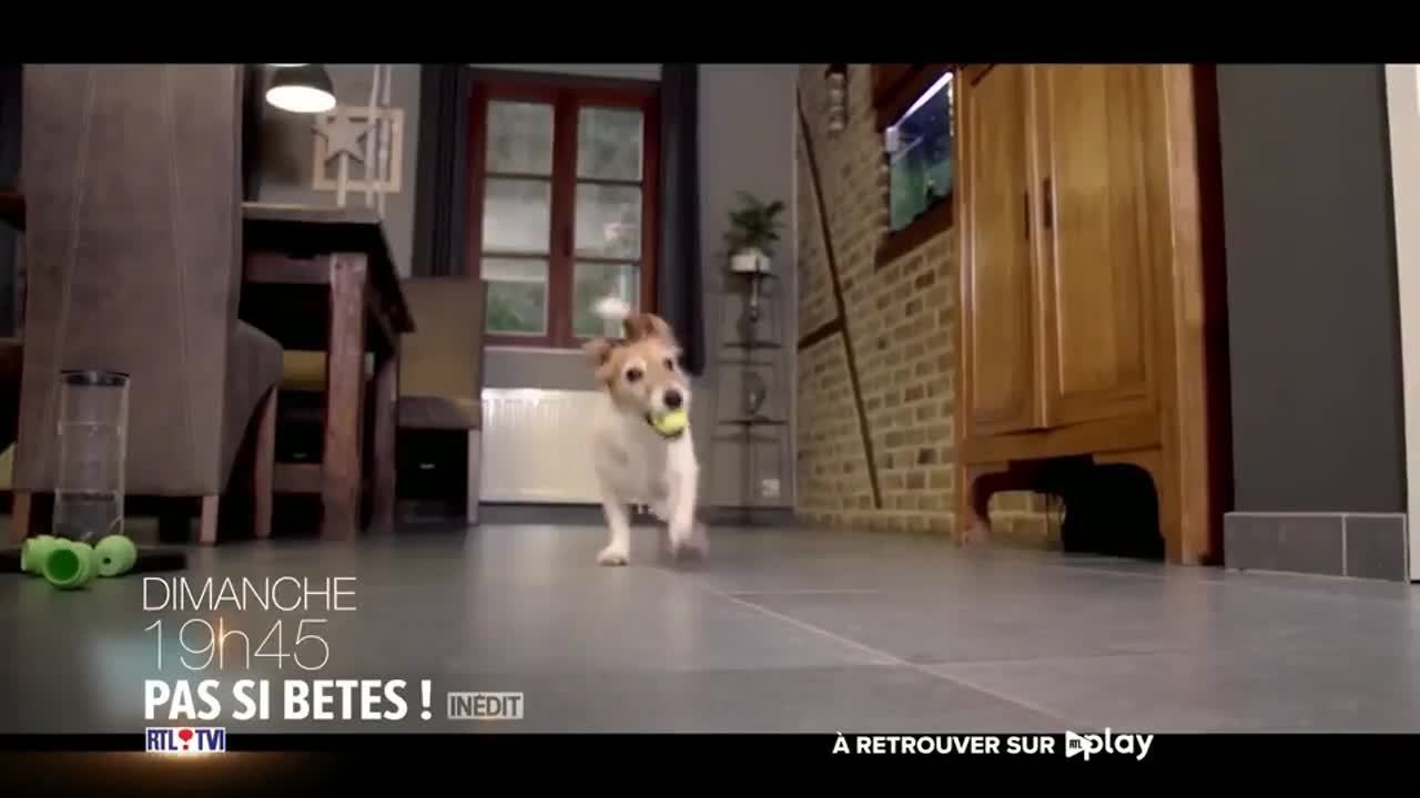 Pas si bêtes !