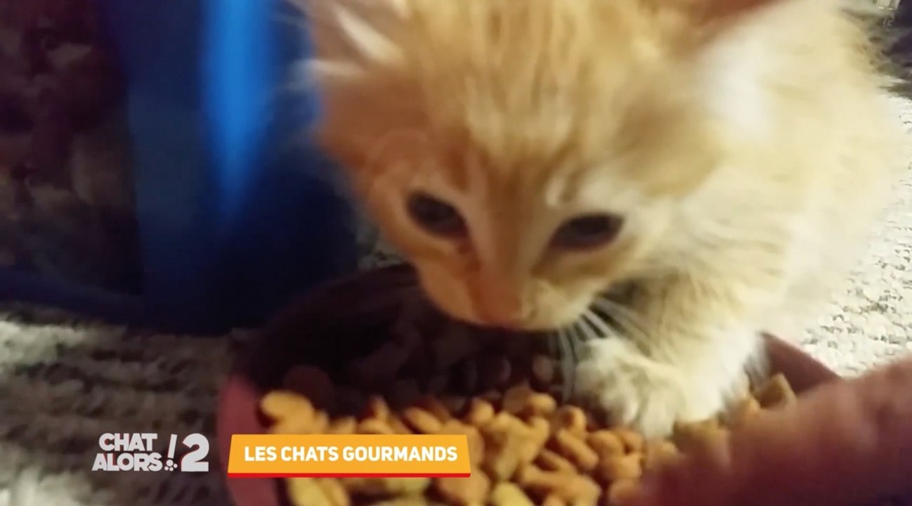 Trop chou ! Découvrez les chats les plus gourmands dans Chat alors ! 2