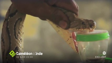 Caméléon : Inde : Opération Cobras