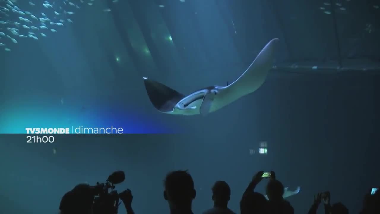 Thalassa : De Boulogne à Calais : les aventuriers du détroit