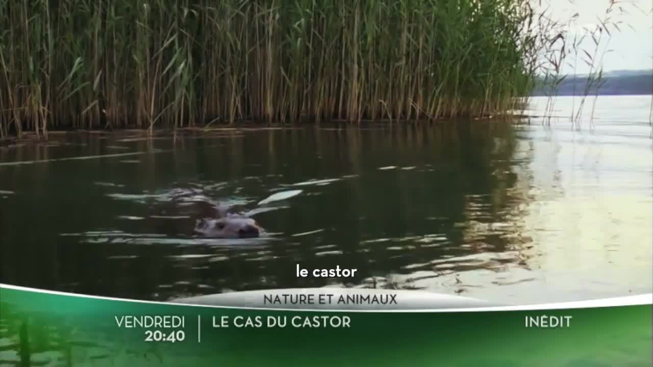 Le cas du castor
