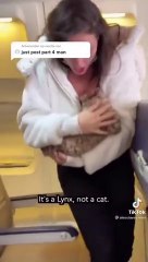 Elle entre avec un faux bébé Lynx dans un avion et crée la polémique